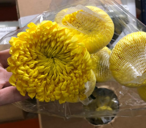 Uniflor Ecu. Astroid Amarillo