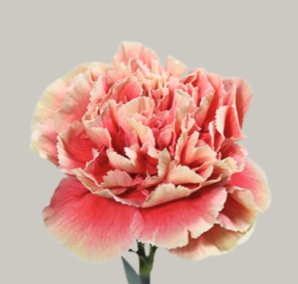 Clavel Col. Standar Merletto Salmon