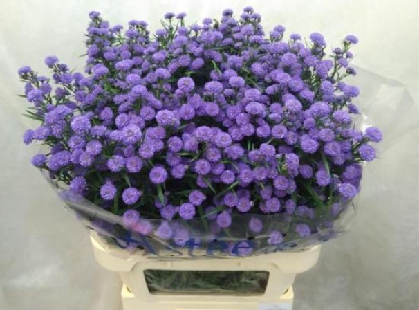 Aster Hol. Parade 80cm 35gr "T25"