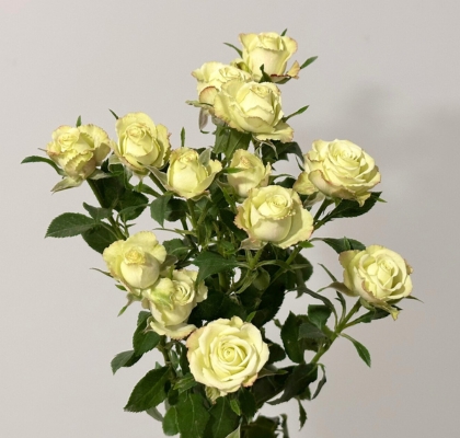 Ramificada Limousine 50cm (7 Dias - 2)
