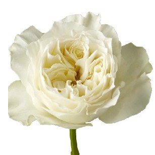Rosa Ecu. Mayra's White 50cm