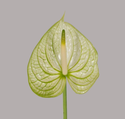 Anthurium Hol. Extase Bicolor 11  "CC16"