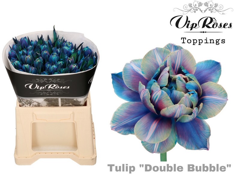 Tulipan Hol. Tint. Doble Bubble 40cm "T50"