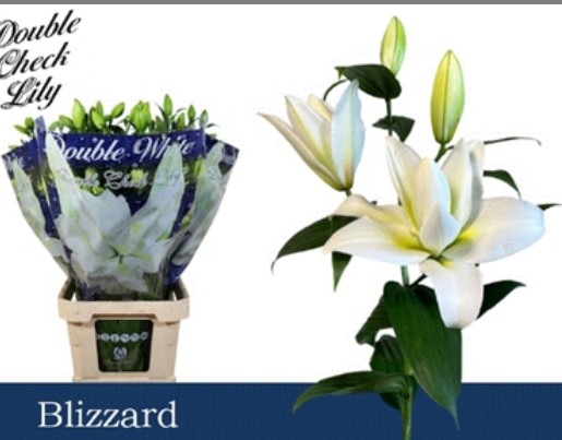 Oriental Hol. Bl. Doble Blizzard 80cm 2/3 fl.