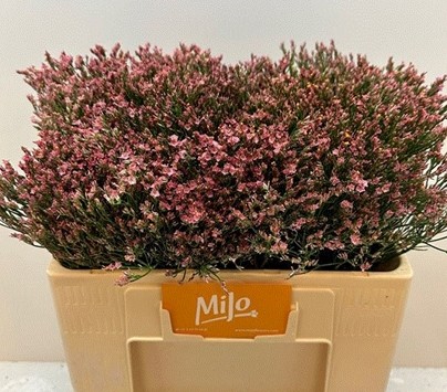 Limonium Hol. Sin Max Diamond 55cm 25gr "T25"