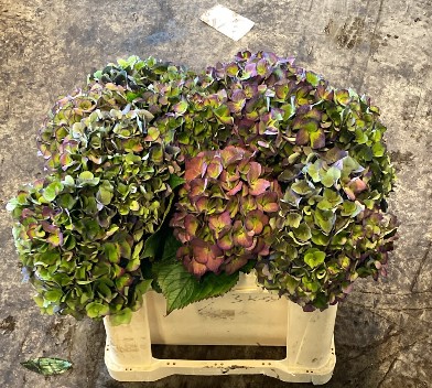 Hortensia Hol. Mon Amour Classic 50cm �13/15 Bic.