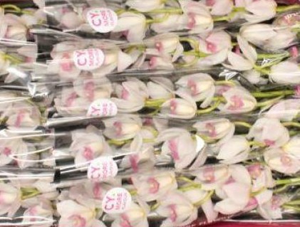 Cymb Mini Earliflor 60cm Bl.