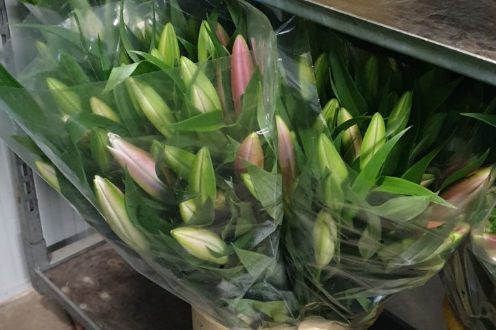 Oriental Dalian 95cm 3/4 fl.