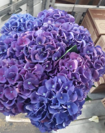 Hortensia Hol. Royal King 60cm 16/18