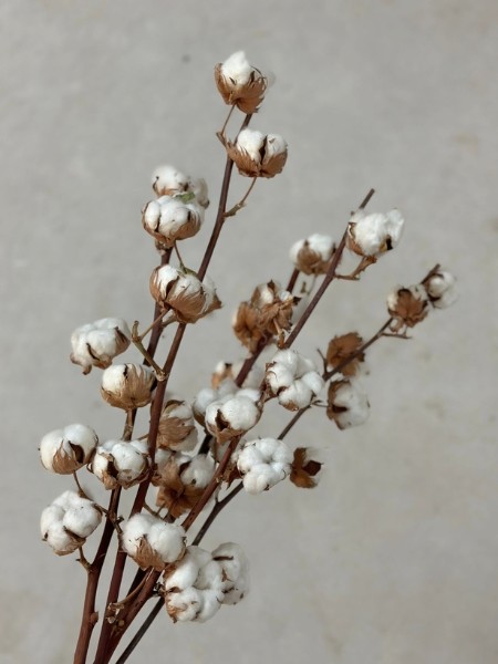 Algodon tallo (6 Bolas)