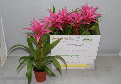P. Guzmania Suerte Cerise 12/50cm x6