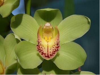 Cymbidium kermit 60cm Vd