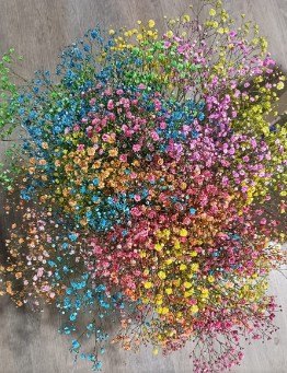 Paniculata Col. Rainbow 750gr "T25"