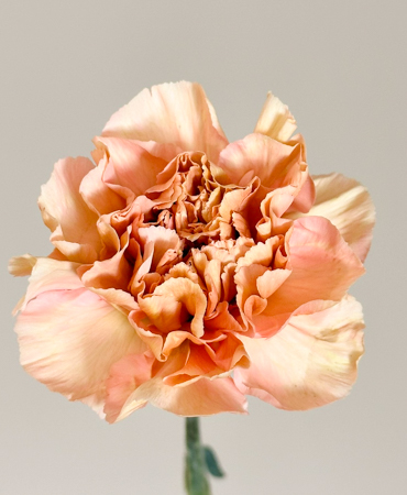 Clavel Nac. 70cm Saona
