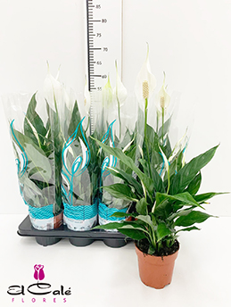 P. Spathyfilium Sweet Benito 13/55cm x8 7+Flores