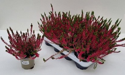 P. Callu Wibos Rot 9/15cm "CC12"