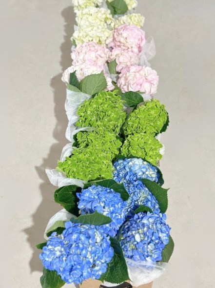 Hortensia Col. Mixta 60cm 17cm x20 (caja completa)