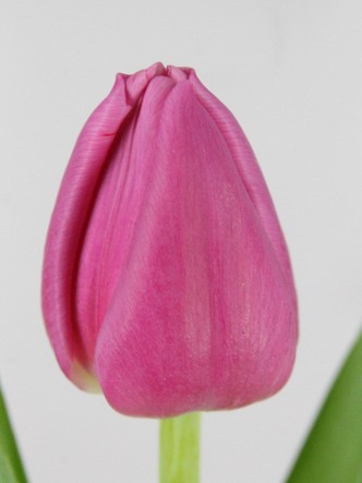 Tulipan Hol. Sirikit 40cm Rs.