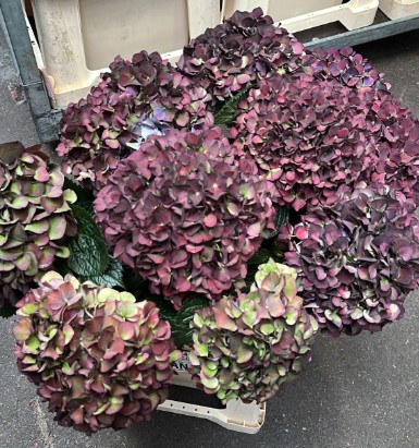 Hortensia Hol. Ruby Purple Cl. 60cm 16/18