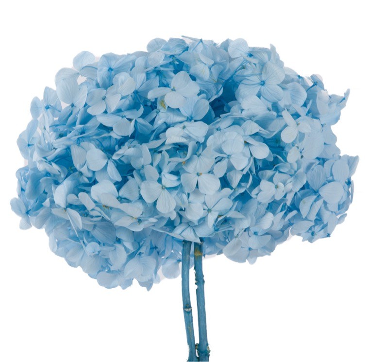 Hortensia Preservada Premium Azul Claro 15-20cm