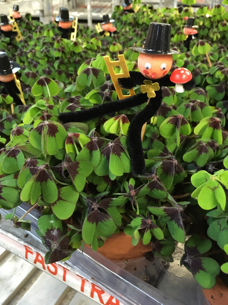 P. Oxalis Deppei (Trebol de la suerte) 12/18cm "CC10"