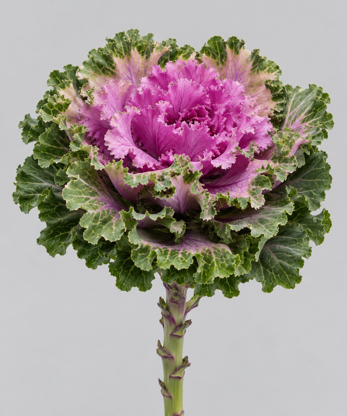 Brassica Hol. Empire Bogdama 60cm