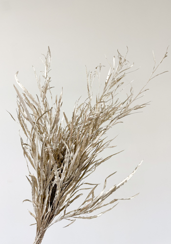 Grevillea Pintada Platinium 75cm 200gr