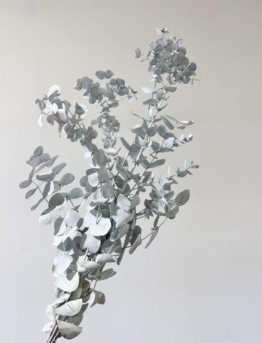 Eucalipto Cinerea Pintado "200gr" Blanco