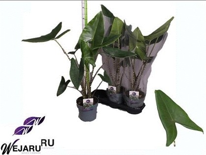 P. Alocasia Hol. Zebrina 19/75cm  x3