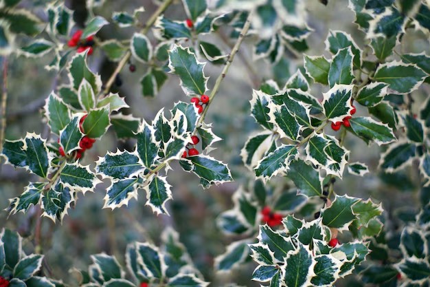 Acebo Italia 65cm 300gr