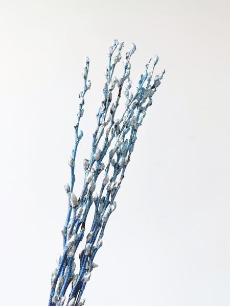 Salix Snow Flake Pintado Azul 60cm x10 "Avellana"