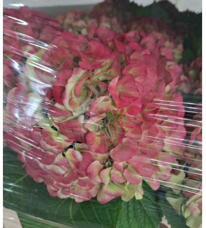 Hortensia Hol. Vienna Classic 80cm 20/22 Bic.