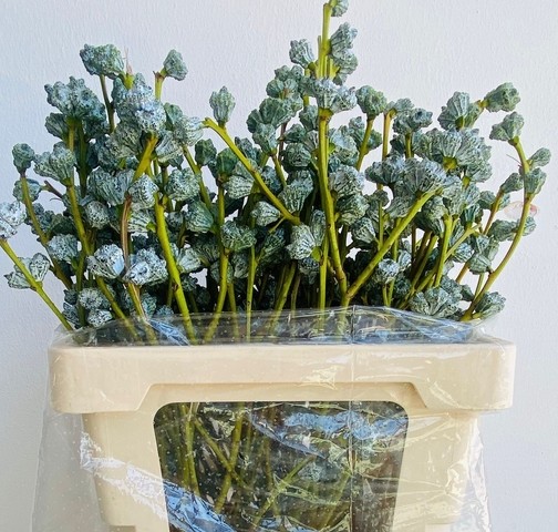 Eucalipto Boubles 70cm 250gr