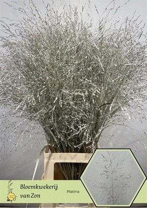 Siergras Overig Pintado Platinium 95cm "T50"