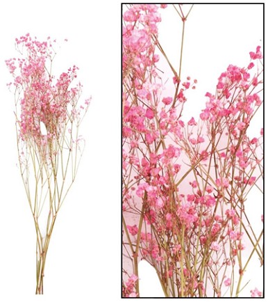 Paniculata Seca Rosa 70cm 30g