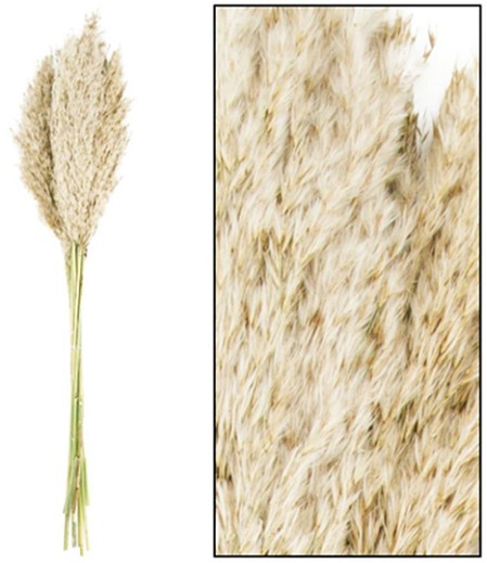 Plumas Wild Reed Vinz Seco Blanco 75cm (10 Tallos)