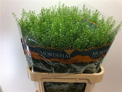 Lepidium Thlaspy Green Bell 80cm 30gr "T25"