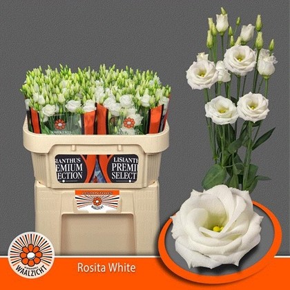 Lisiantus Hol. Rosi White 70cm 55gr "Waalzicht"
