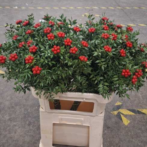Ruscus Wild Bola Roja 65cm "T25"