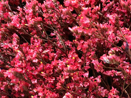 Limonium Col. Tintado Rojo 80cm