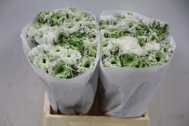 Ranunculos Italia Pon Pon Igloo 45cm "Super"