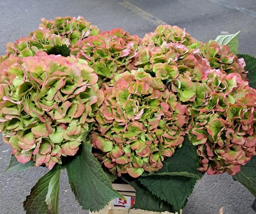 Hortensia Hol. White Verena Classic 60cm 18/20