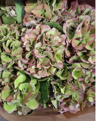 Hortensia Hol. Magic Elbtal Classic 80cm 18/22