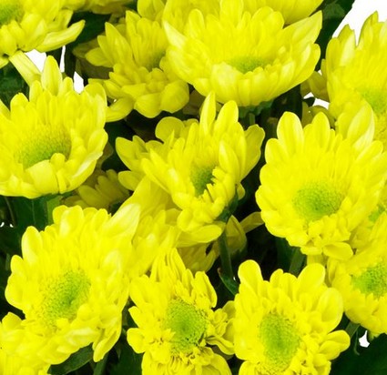 Margarita Hol. Radost Yellow 70gr
