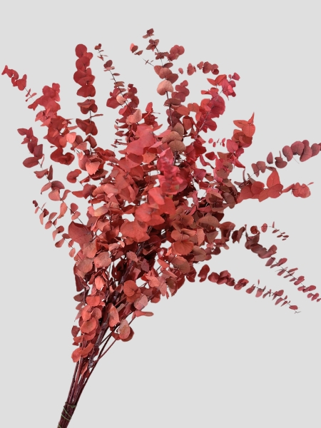 Eucalipto Estabilizado Red 70cm 140g