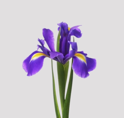 Iris Hol. Blue Magic 60cm 25gr