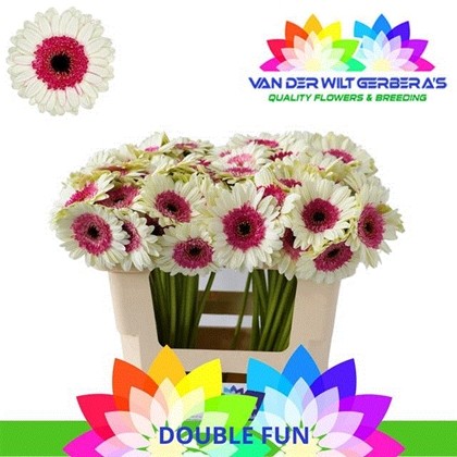 Gerbera Mini Hol. Double Fun Bic. "T20"