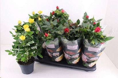 P. Rosal Pat-hit mixto 4 Srt 13/37cm x8