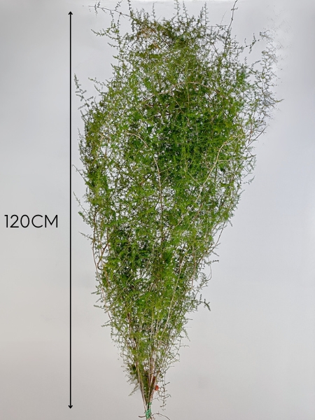 Esparraguera Silvestre Natural 120cm "T25"