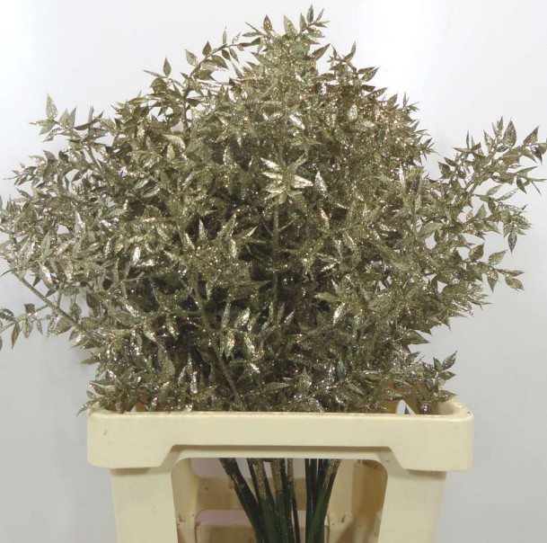 Ruscus Wild Brillantina Oro 70cm "T25"